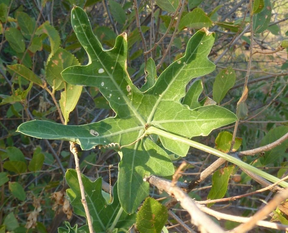 Coccinia sessilifolia