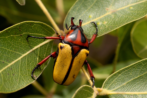 Anisorrhina algoensis