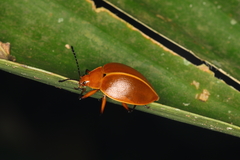 Ellipticus testaceus