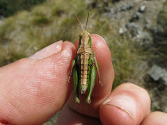 Sigaus campestris