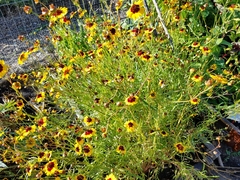 Coreopsis tinctoria
