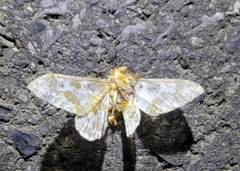 Biston panterinaria