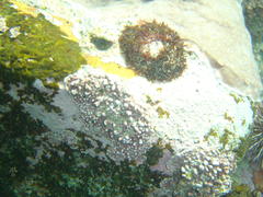 Leptophytum ferox