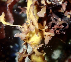Chondrus
