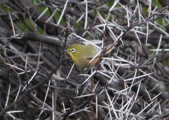 Zosterops pallidus