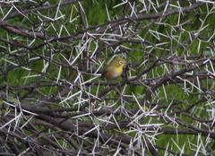 Zosterops pallidus