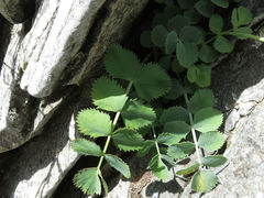 Gingidia grisea