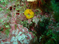 Tambja capensis