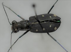 Cicindela ocellata