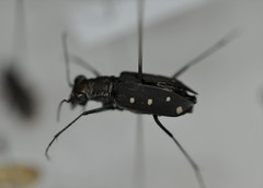 Cicindela ocellata