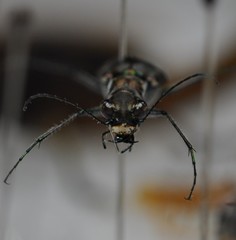 Cicindela ocellata