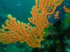 Achaeopsis spinulosa