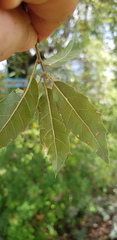 Quercus acutifolia