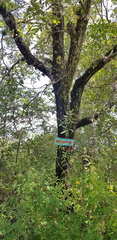 Quercus acutifolia