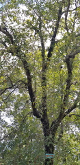 Quercus acutifolia