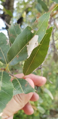 Quercus acutifolia