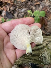 Clitocybe dealbata