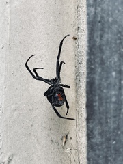 Latrodectus hesperus