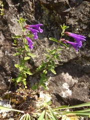 Dracocephalum krylovii