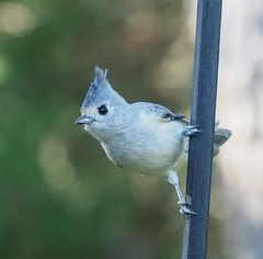 Baeolophus bicolor × atricristatus