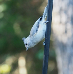 Baeolophus bicolor × atricristatus