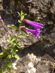 Dracocephalum krylovii