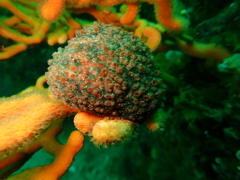 Pseudodromia latens