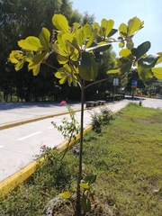 Terminalia kaernbachii