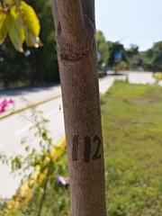 Terminalia kaernbachii