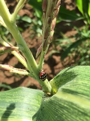 Cheilomenes sulphurea
