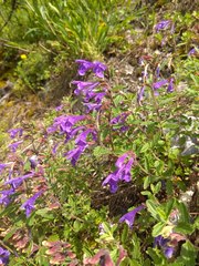 Dracocephalum krylovii