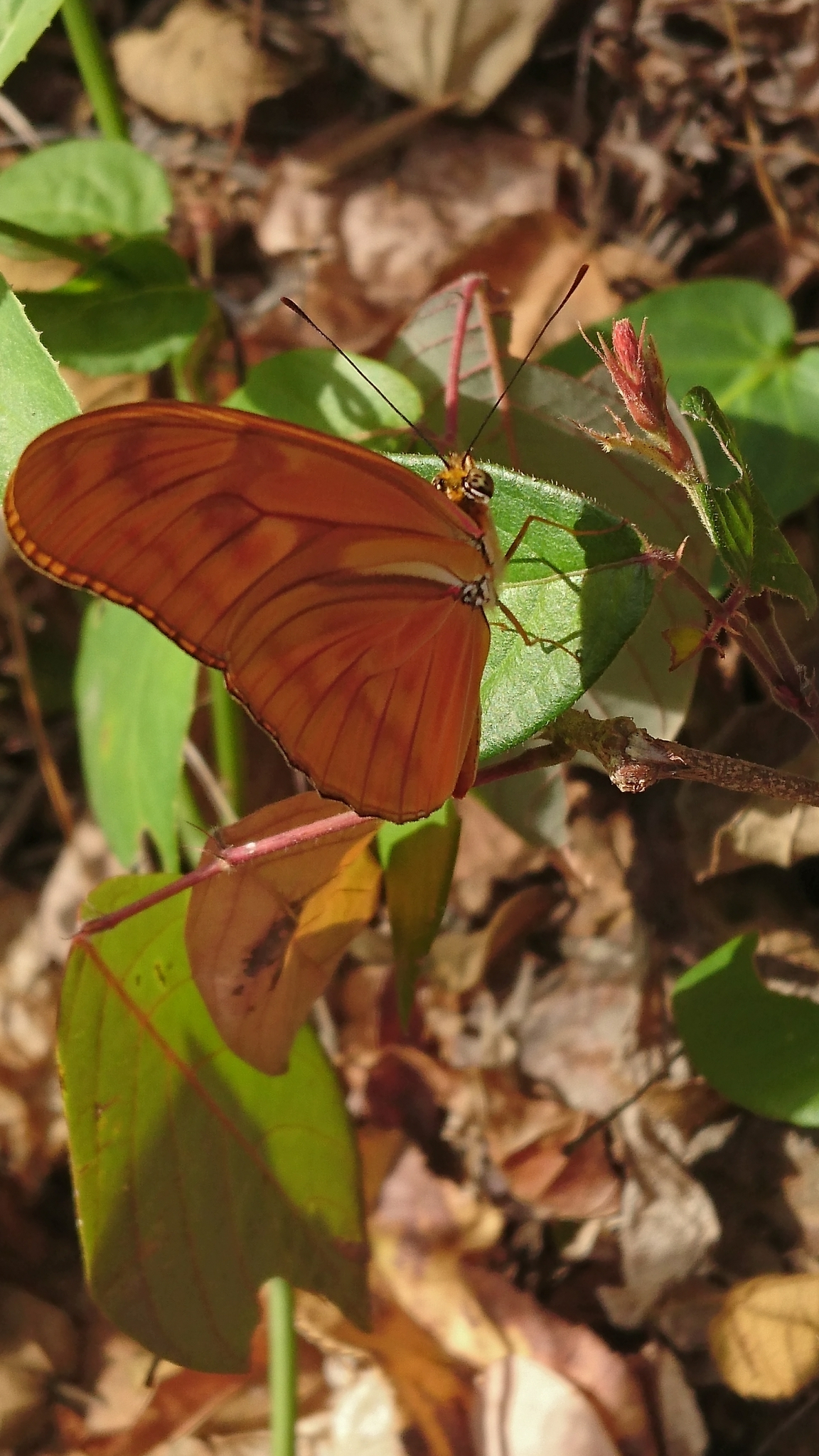 Dryas iulia image