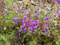 Dracocephalum krylovii