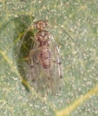 Ectopsocus californicus