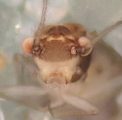 Ectopsocus californicus