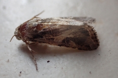 Spodoptera