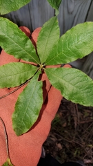 Angiospermae