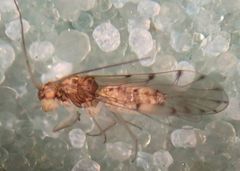 Ectopsocus californicus