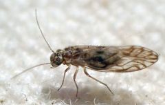 Philotarsus californicus