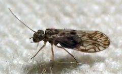 Philotarsus californicus