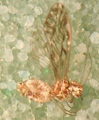 Philotarsus californicus