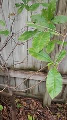 Angiospermae