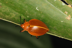 Ellipticus testaceus
