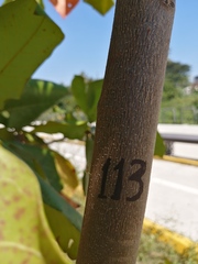 Terminalia kaernbachii