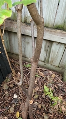 Angiospermae