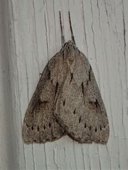Philedia punctomacularia