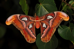 Attacus taprobanis