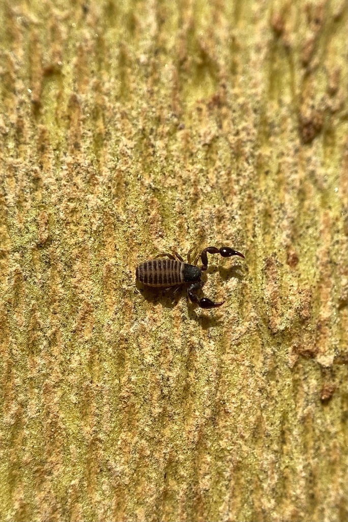 Parachernes virginicus