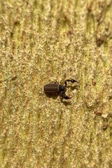 Parachernes virginicus