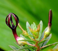 Ceropegia jainii
